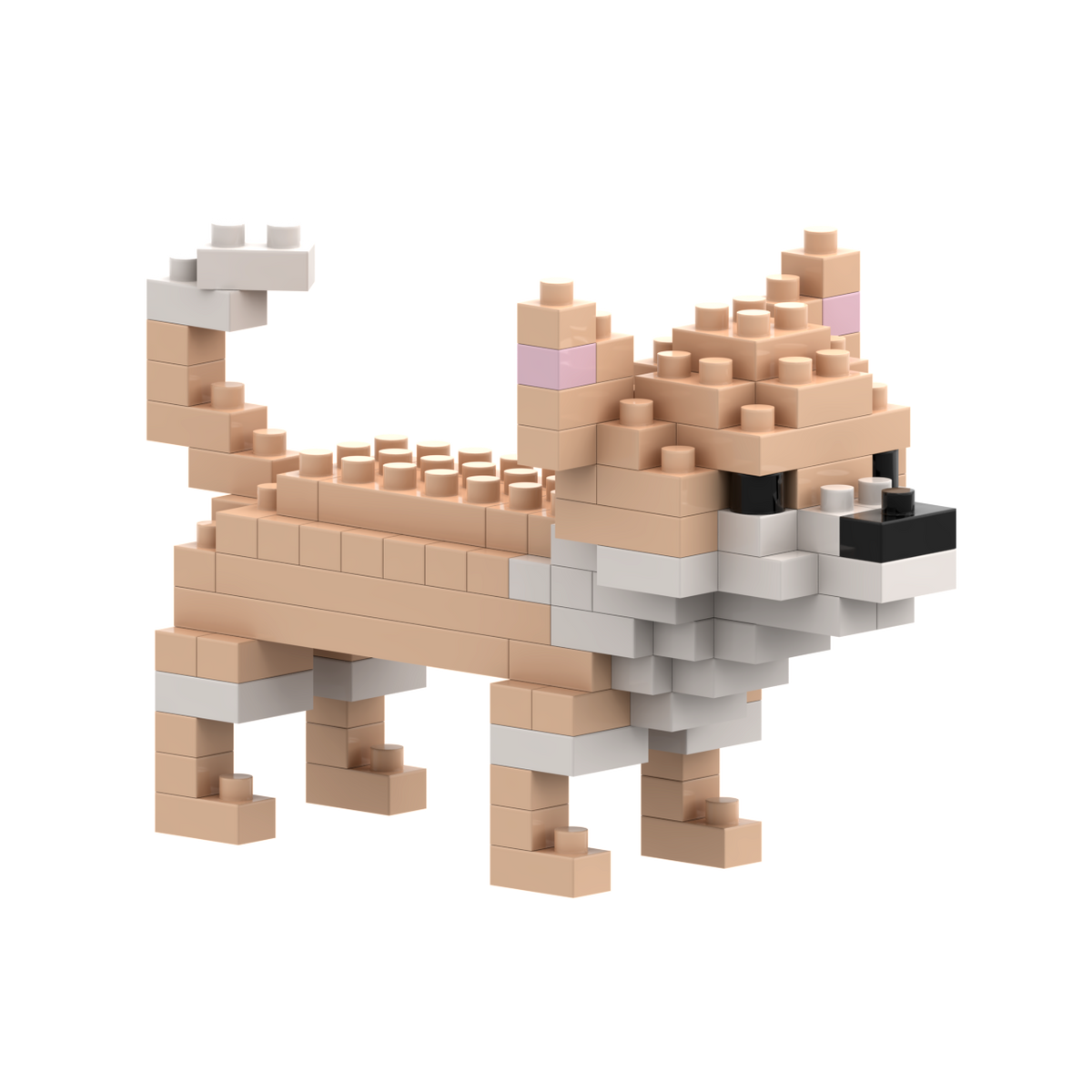 BRIXIES chihuahua 100